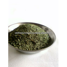 Ground spearmint